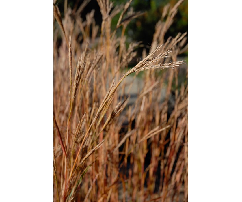 Big Bluestem